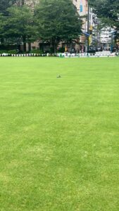 公園で平和に休む鳩