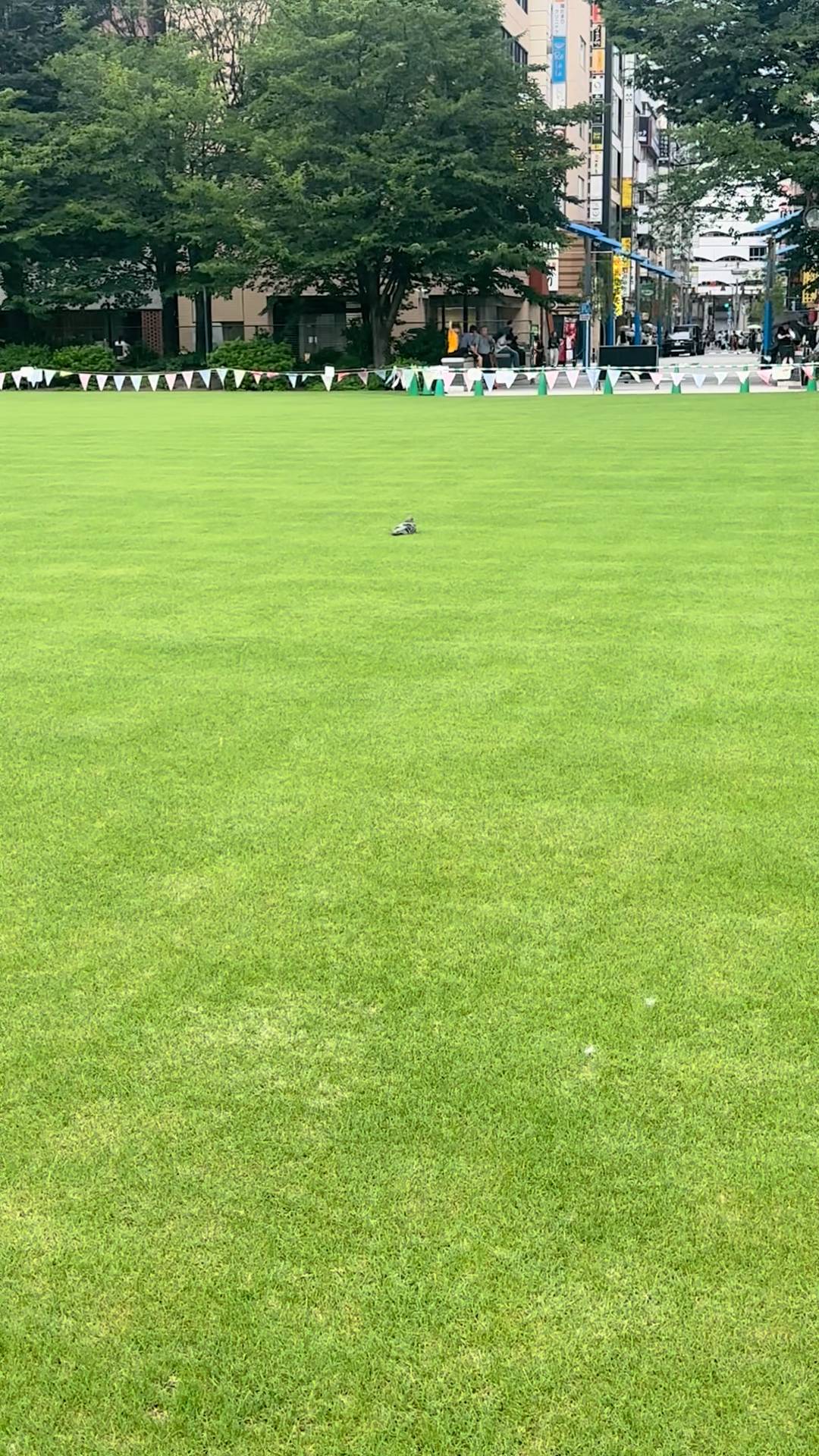 公園で平和に休む鳩