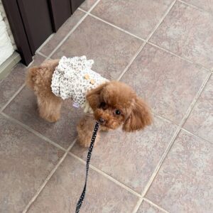 玄関を出て歩き始めるトイプードル｜犬