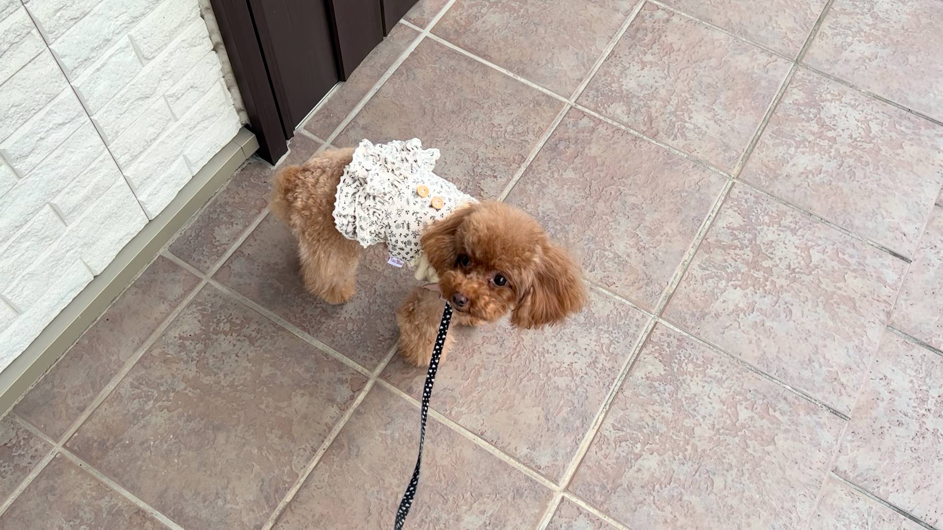玄関を出て歩き始めるトイプードル｜犬