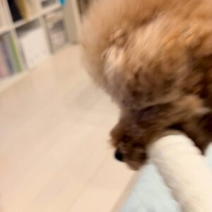 おもちゃを咥えて戻ってくる犬｜ペット