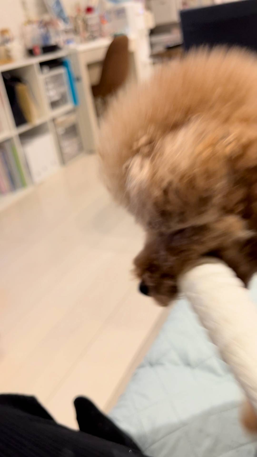 おもちゃを咥えて戻ってくる犬｜ペット