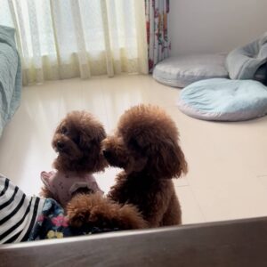 おやつを見せたら嬉しそうに近づく犬｜ペット