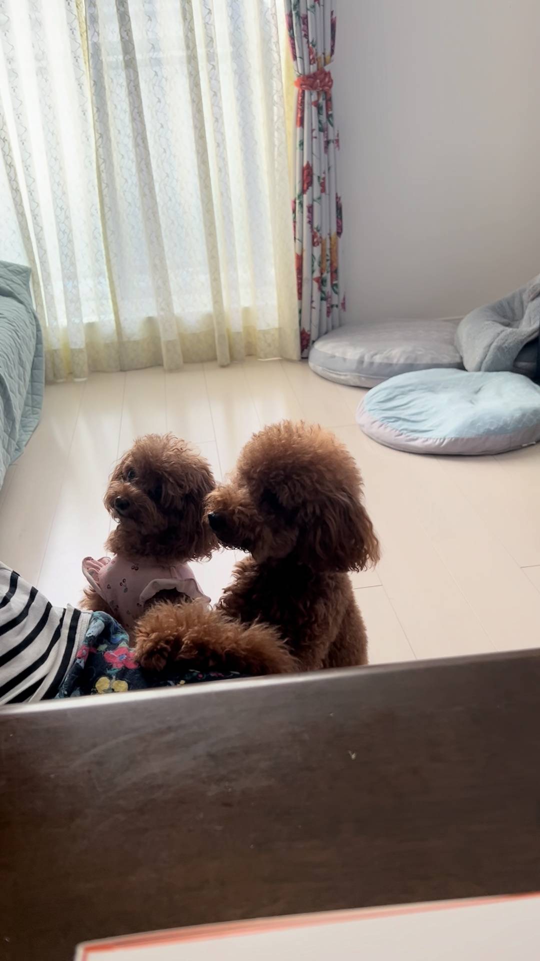 おやつを見せたら嬉しそうに近づく犬｜ペット