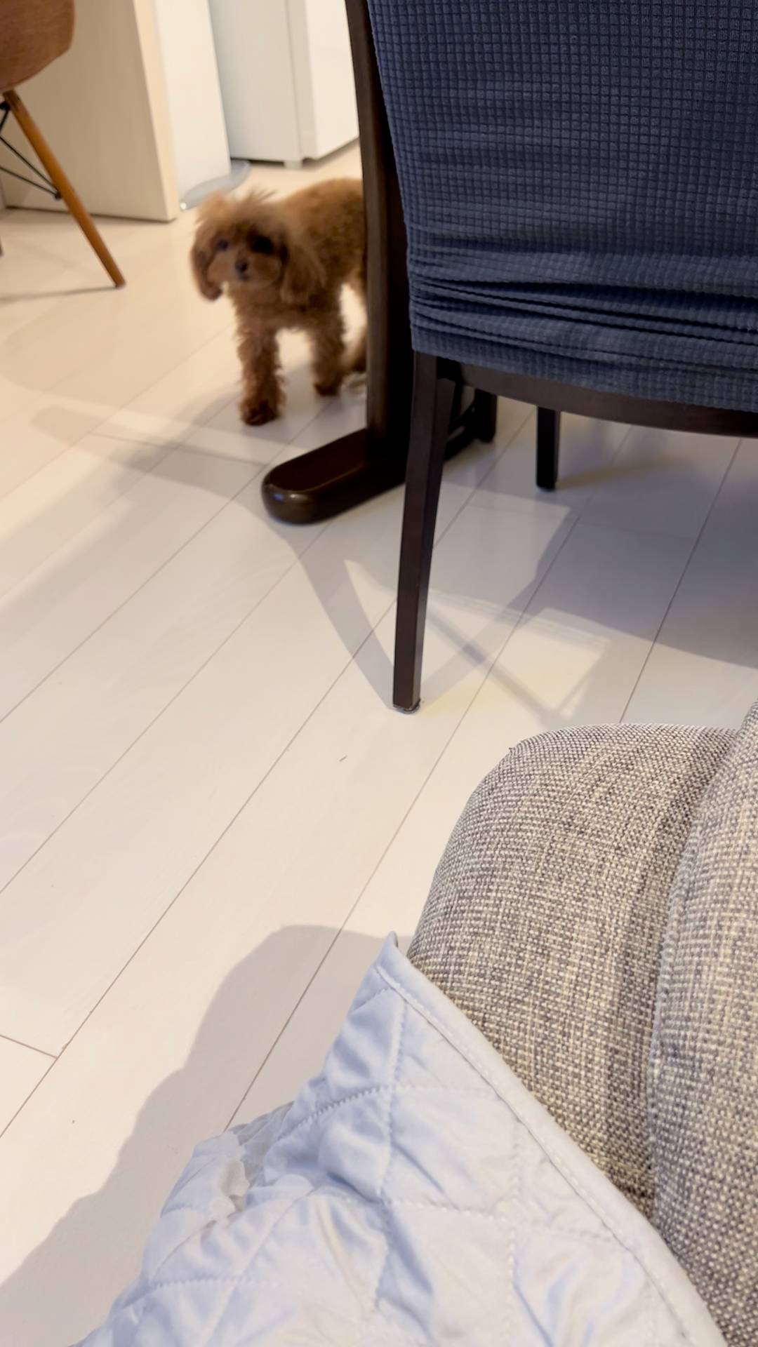 ソファにぴょんと乗る犬｜ペット