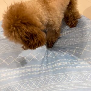 ベッドを整えて寝る体勢になる犬｜ペット