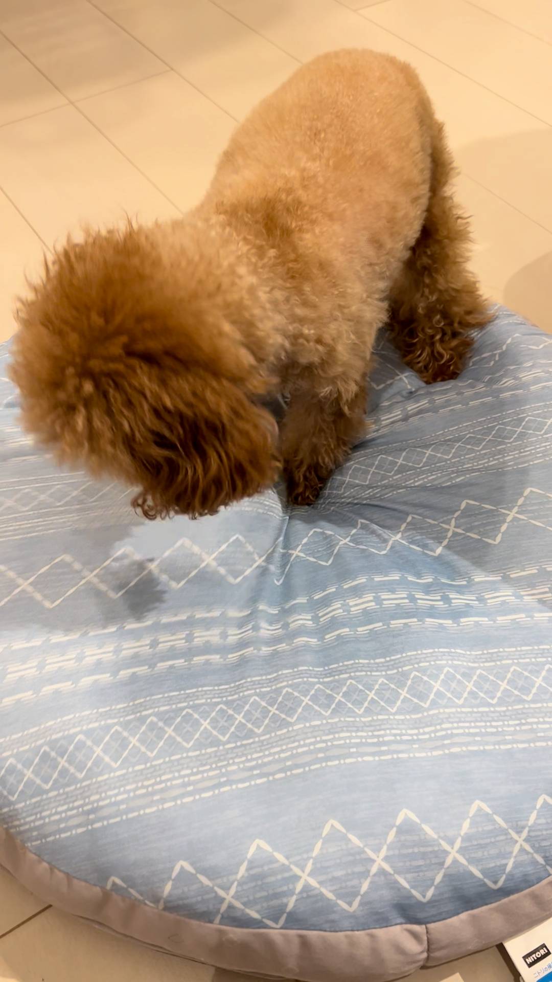 ベッドを整えて寝る体勢になる犬｜ペット