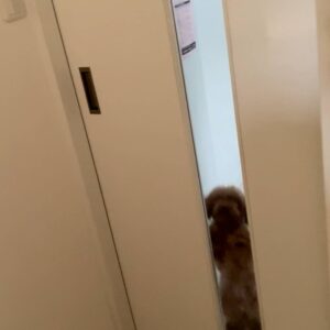 飼い主が帰宅して駆け寄る犬｜ペット