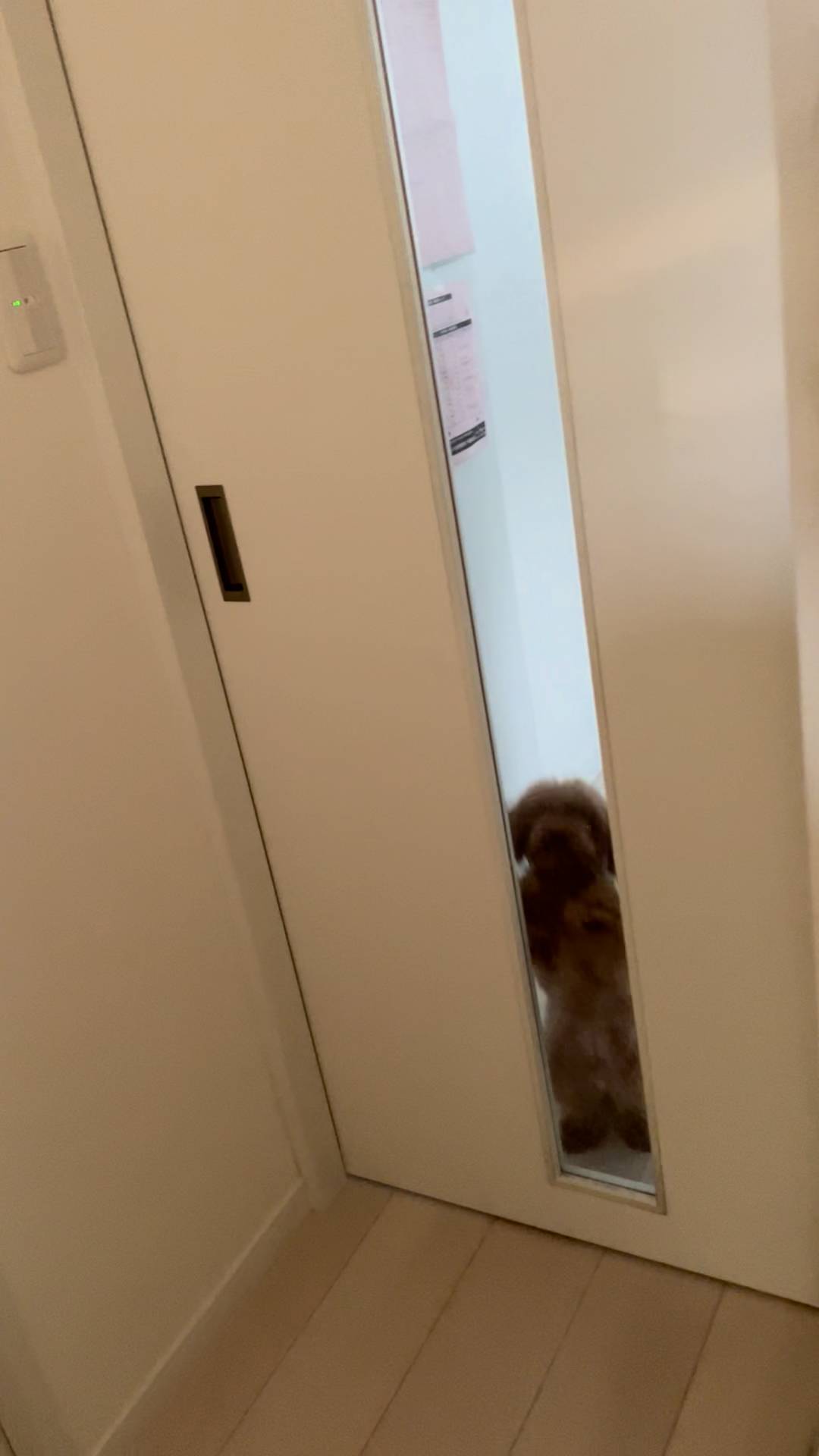 飼い主が帰宅して駆け寄る犬｜ペット