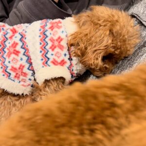 飼い主に寄り沿って落ち着く表情をする犬｜ペット