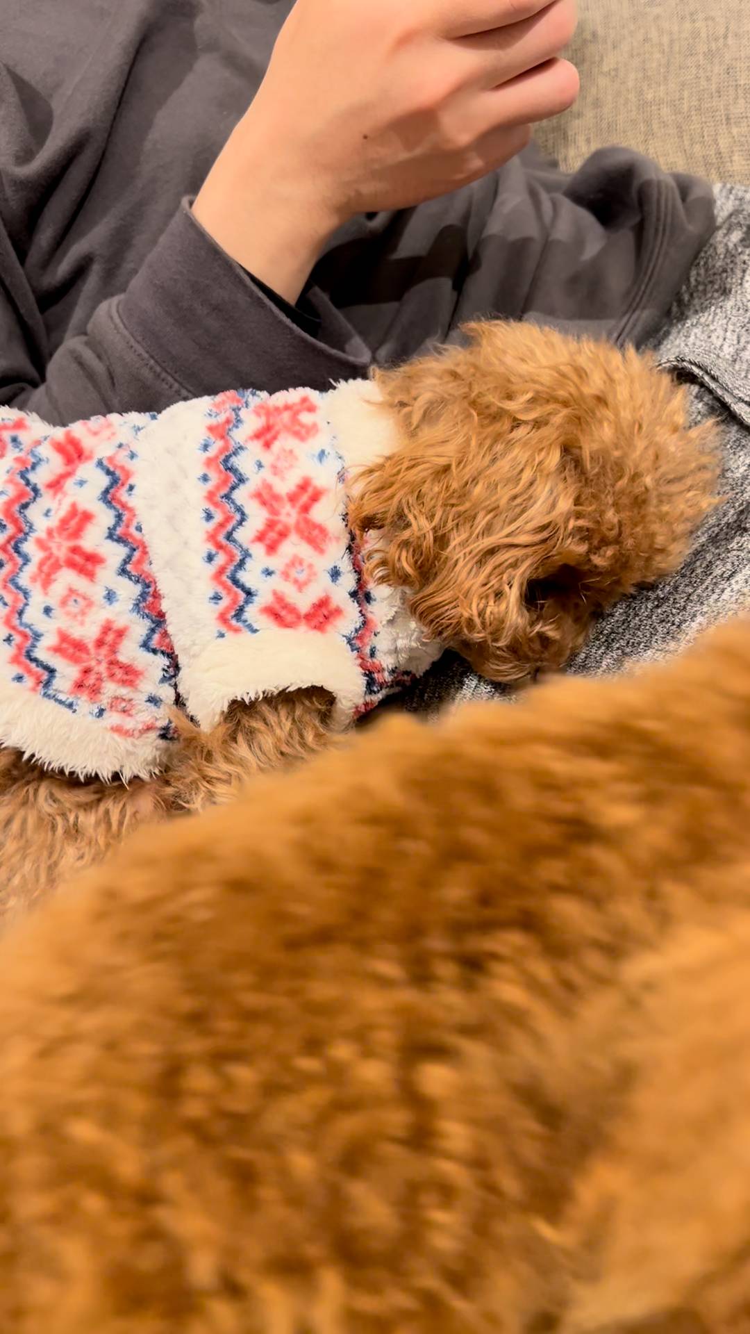 飼い主に寄り沿って落ち着く表情をする犬｜ペット