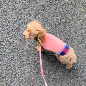 飼い主を見上げながら歩く犬｜ペット｜散歩