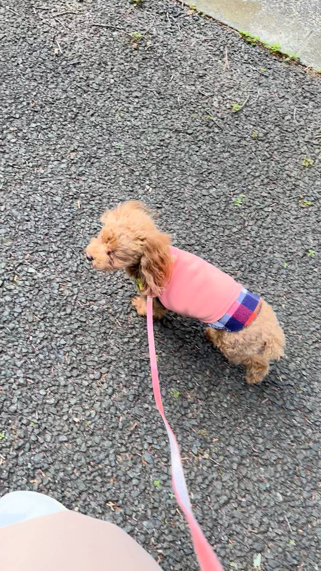 飼い主を見上げながら歩く犬｜ペット｜散歩