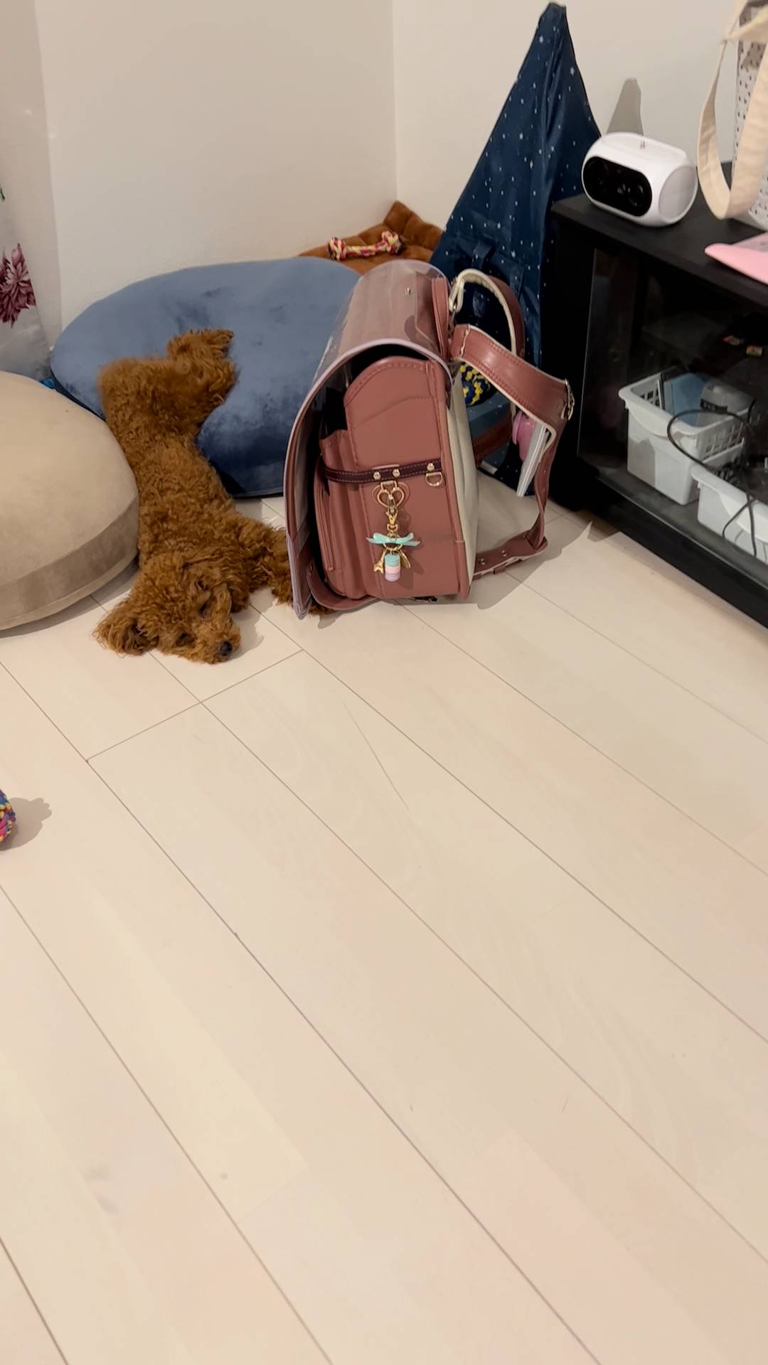 床で寝転がってリラックスする犬｜ペット