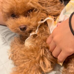 撫でられて目を細める犬｜ペット