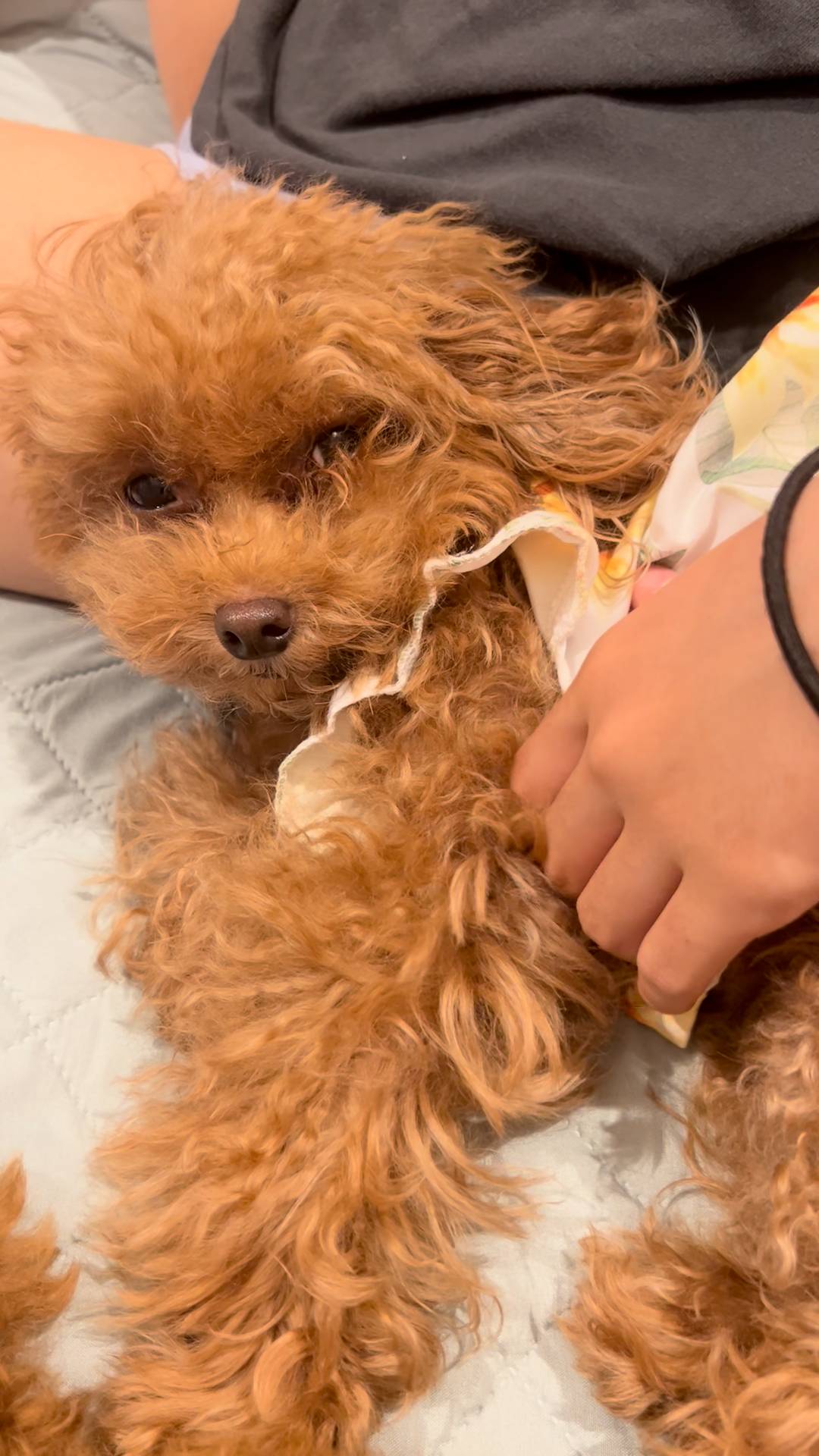 撫でられて目を細める犬｜ペット