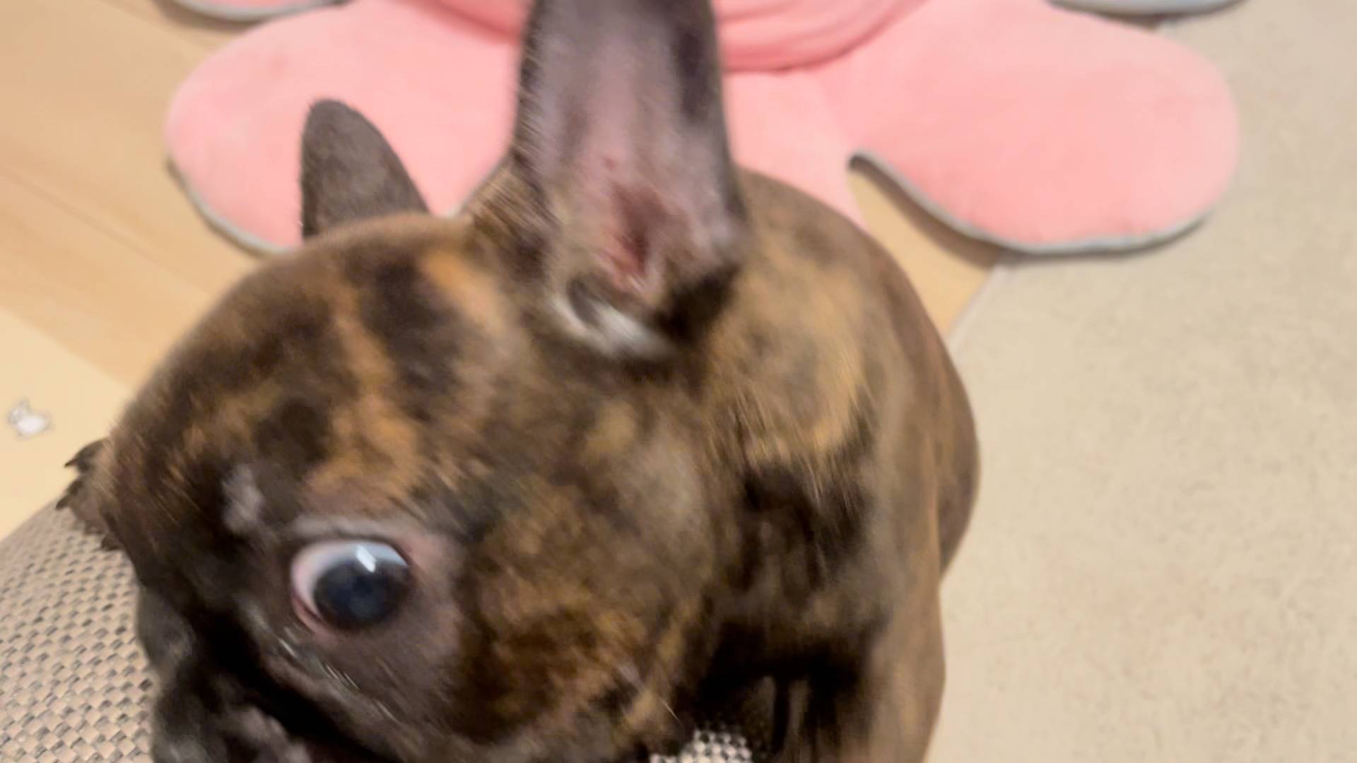 ローソファーに登れないフレンチブルドック｜ペット｜犬