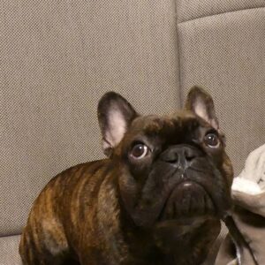 ぼーっとする犬｜フレンチブルドック｜ペット｜犬