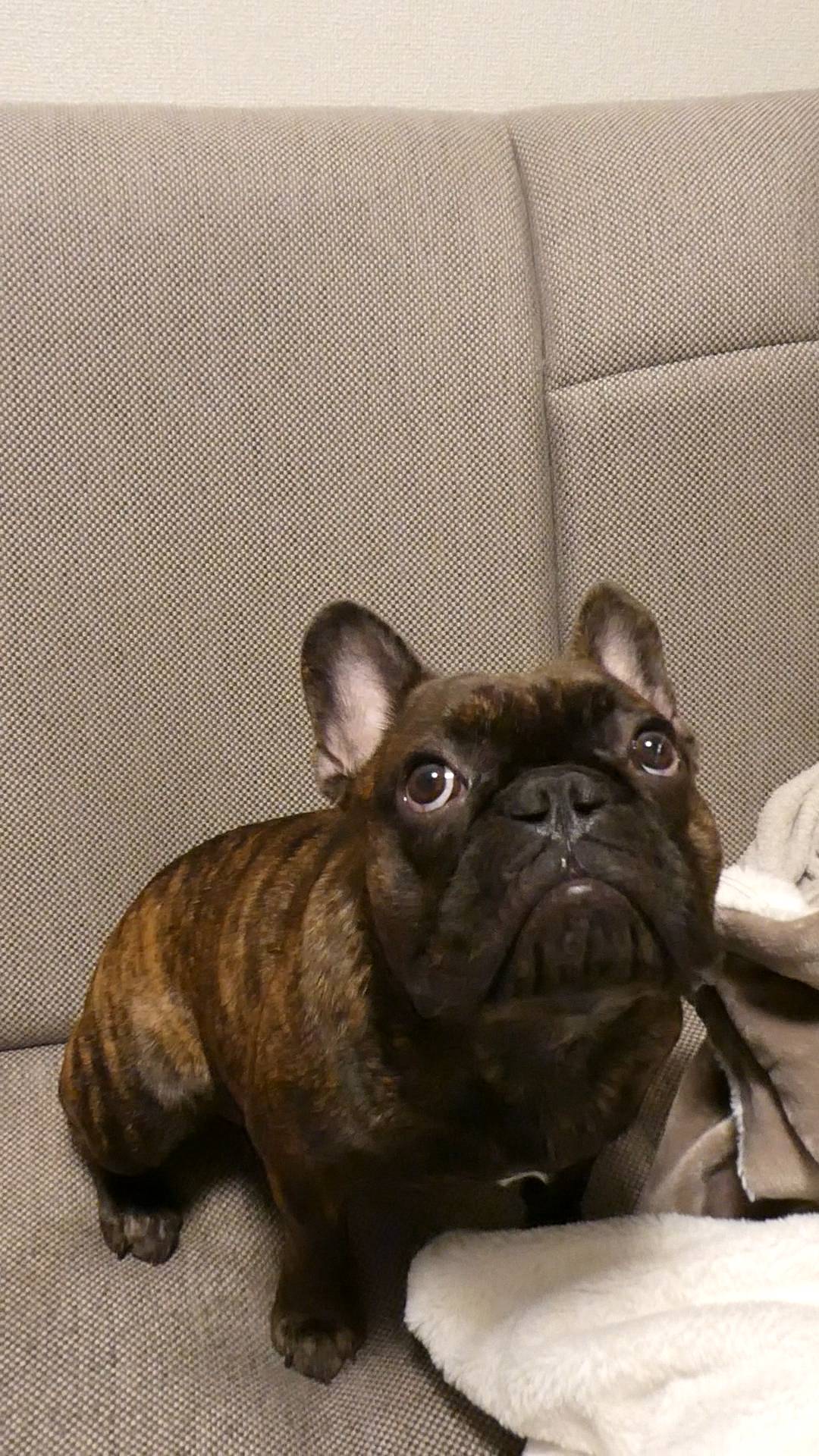 ぼーっとする犬｜フレンチブルドック｜ペット｜犬