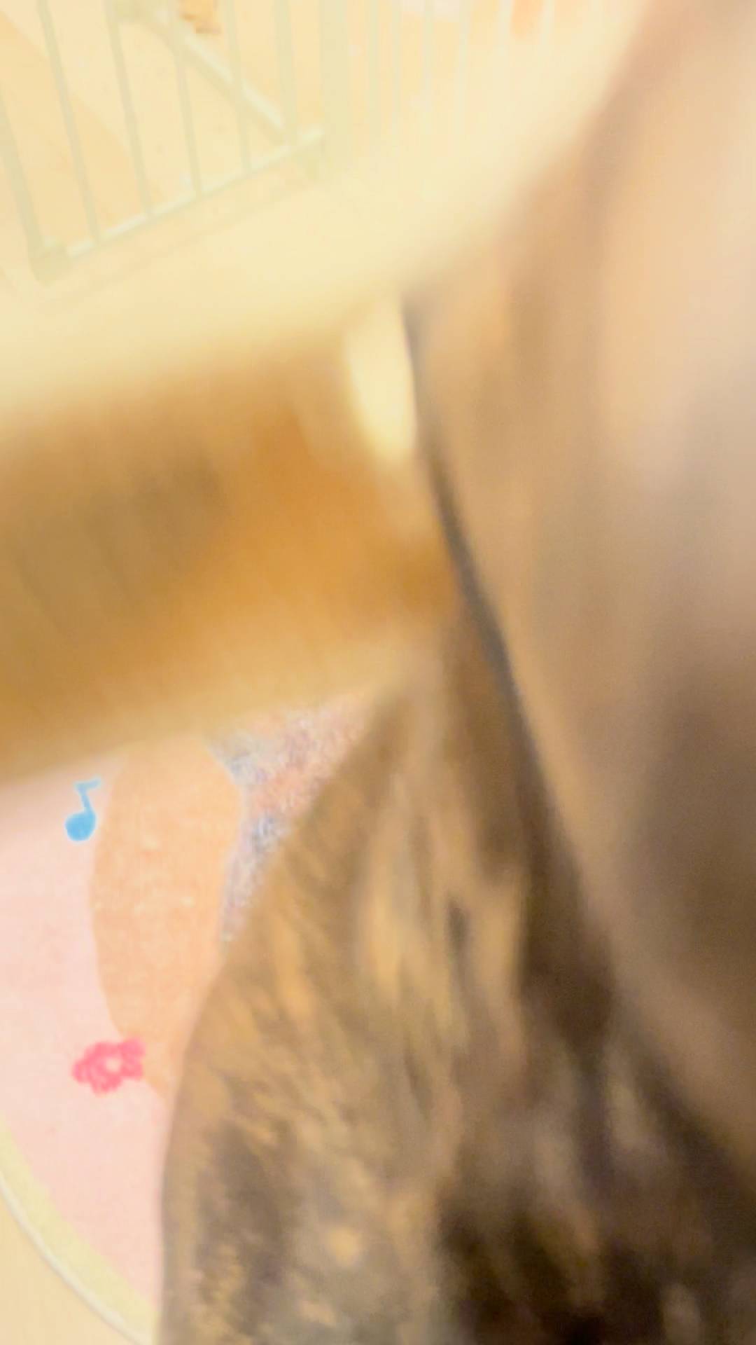 興奮する犬｜フレンチブルドック｜ペット｜犬