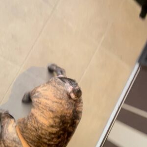 散歩楽しかった！家入りたい！｜フレンチブルドック｜ペット｜犬