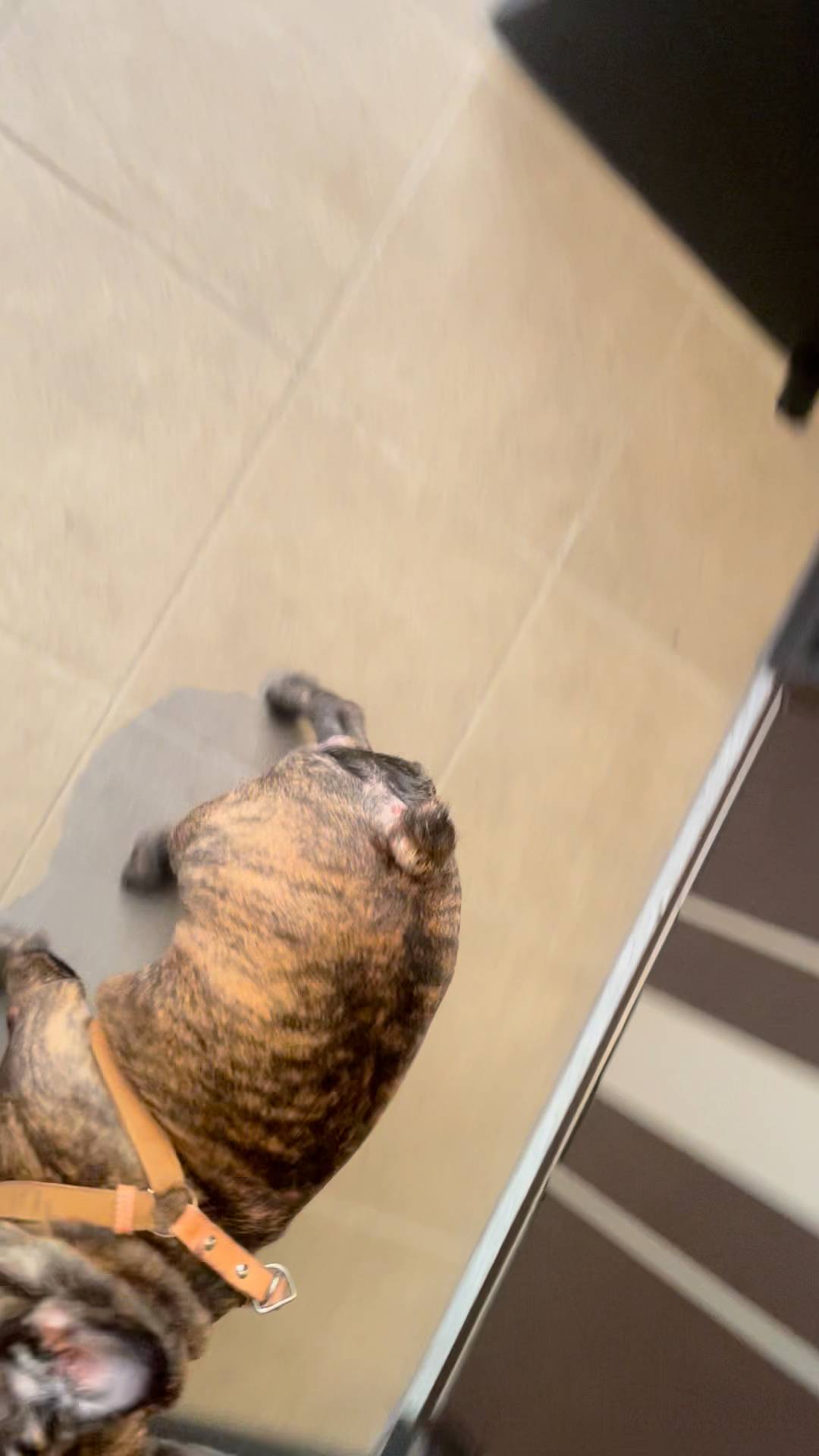 散歩楽しかった！家入りたい！｜フレンチブルドック｜ペット｜犬