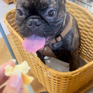 食い意地2｜フレンチブルドック｜ペット｜犬