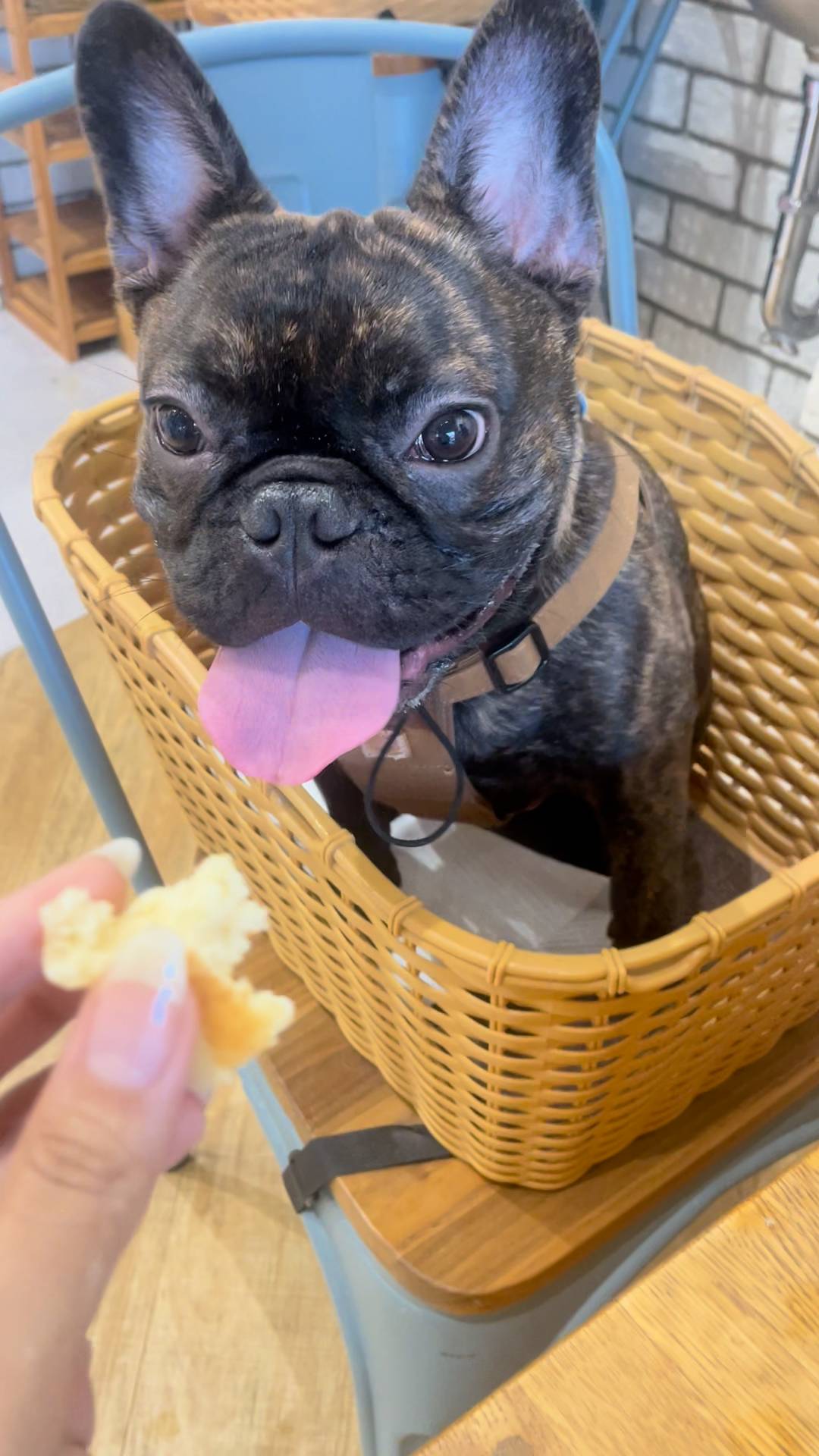 食い意地2｜フレンチブルドック｜ペット｜犬