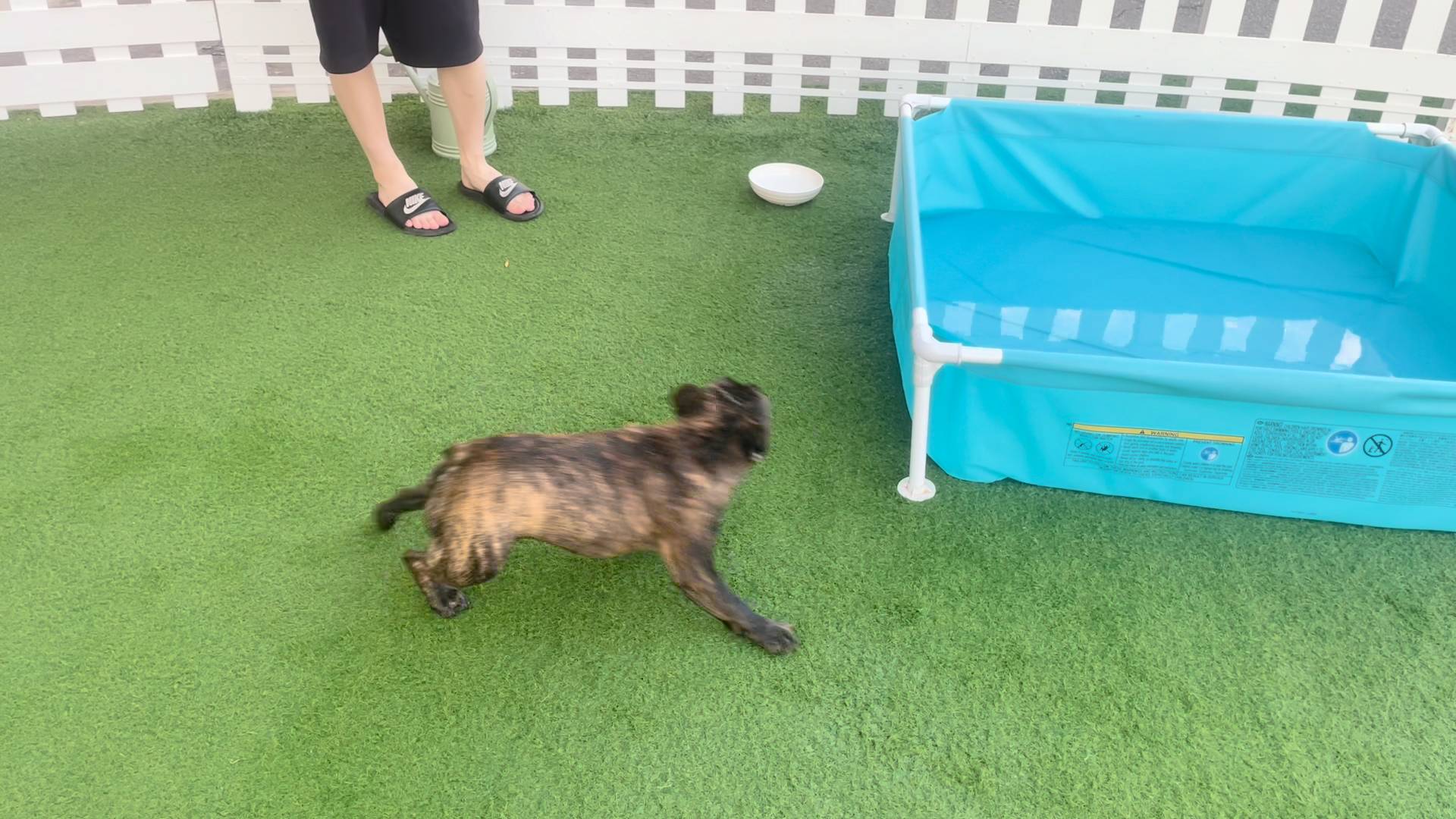 水浴び犬｜フレンチブルドック｜ペット｜犬