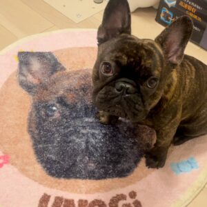 おておかわりまではデフォ｜フレンチブルドック｜ペット｜犬