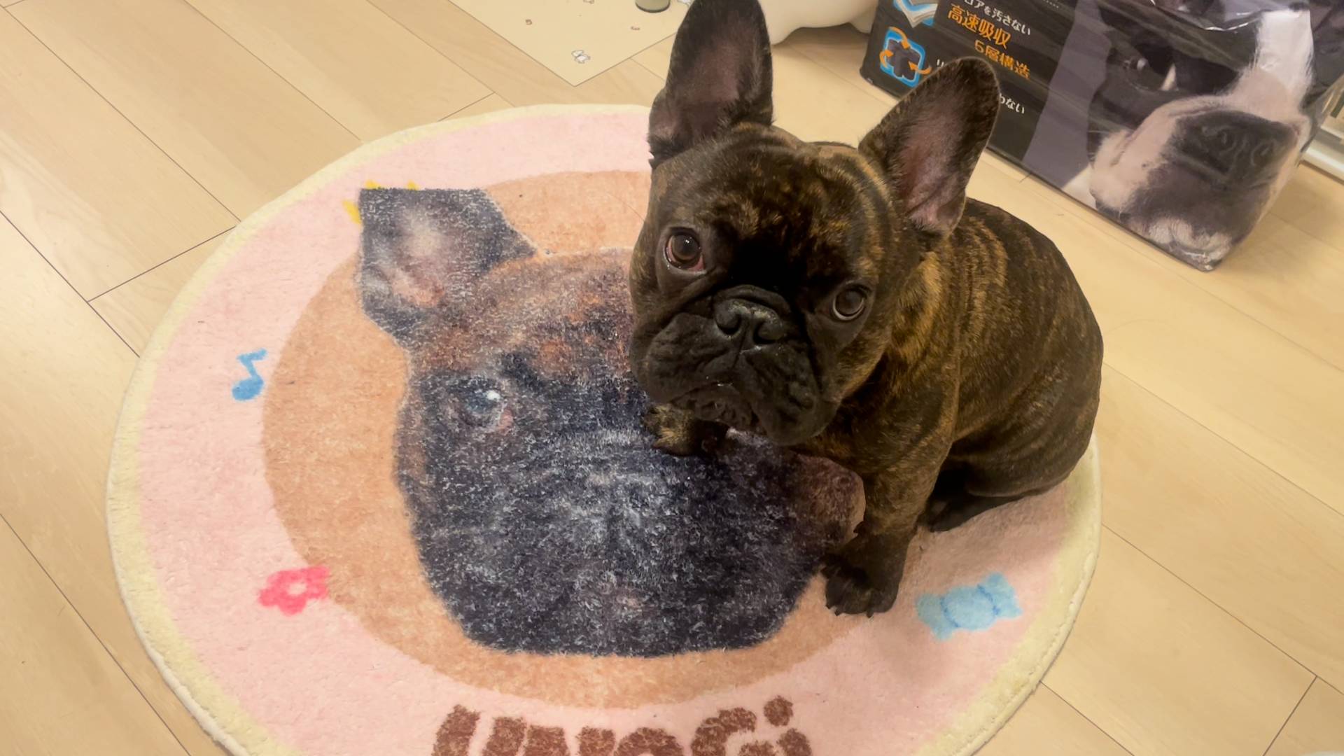 おておかわりまではデフォ｜フレンチブルドック｜ペット｜犬