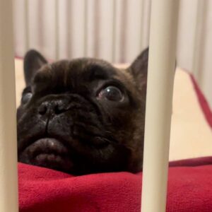 飼い主を目で追う犬｜フレンチブルドック｜ペット｜犬