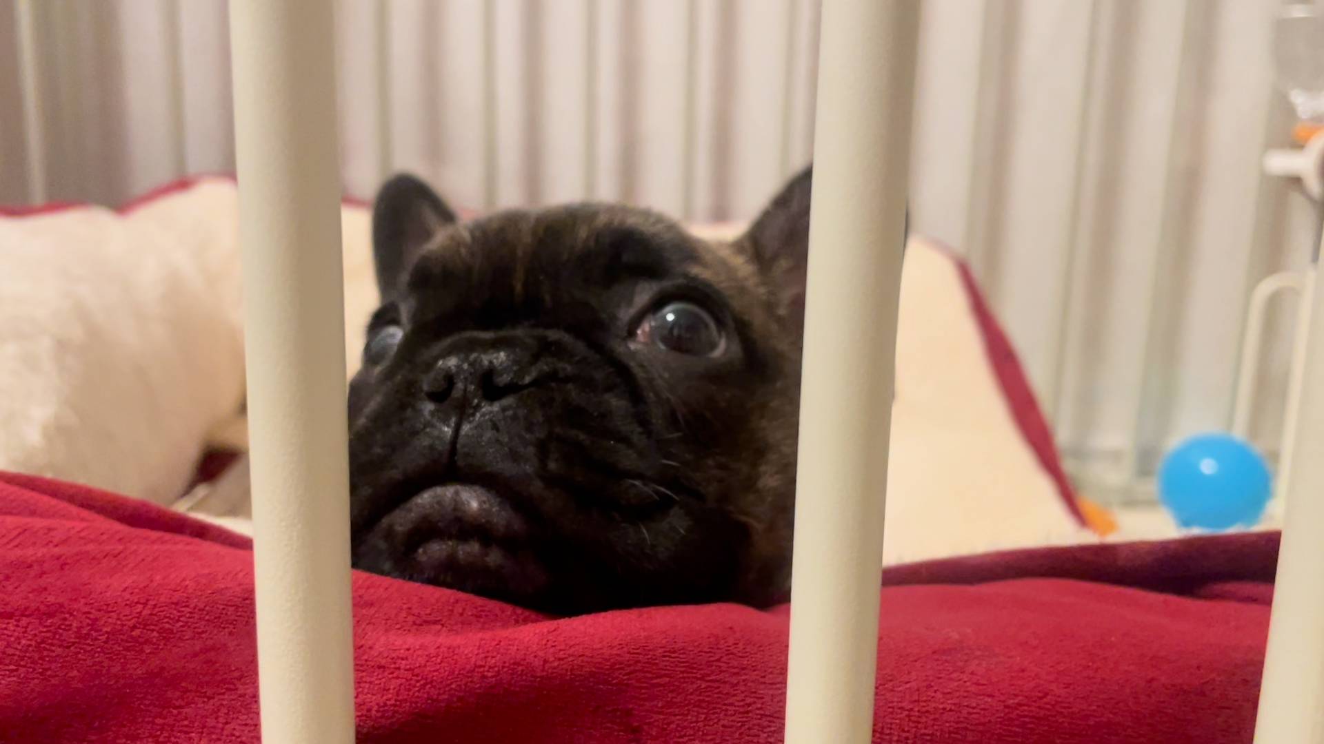 飼い主を目で追う犬｜フレンチブルドック｜ペット｜犬