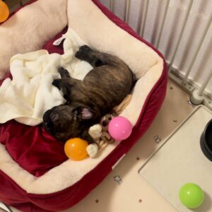 フレンチブルドック｜ペット｜犬の爆睡｜寝｜眠