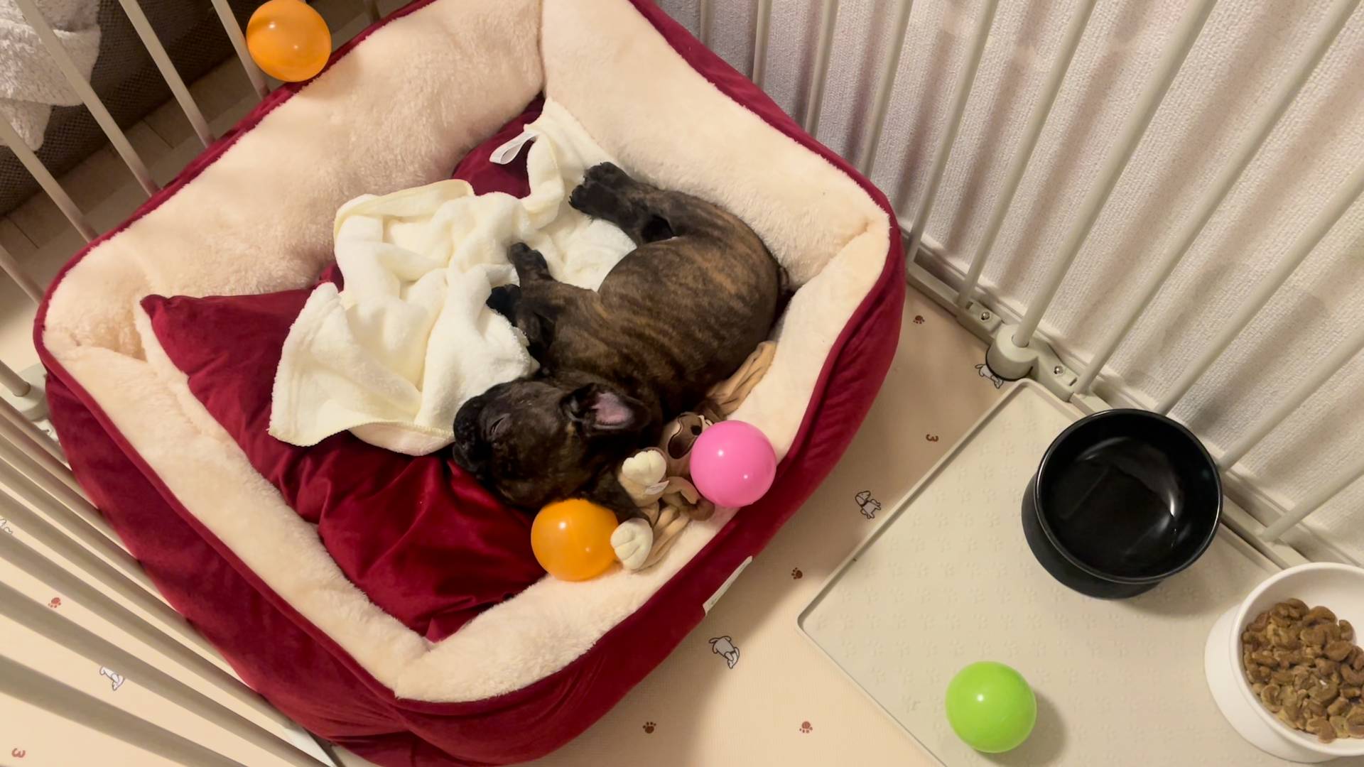 フレンチブルドック｜ペット｜犬の爆睡｜寝｜眠