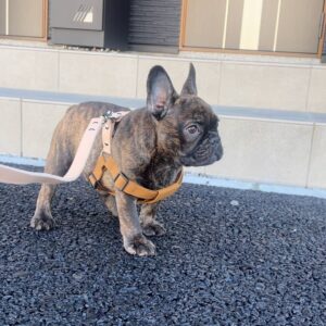 散歩デビュー（新品のリードの形うける）｜フレンチブルドック｜ペット｜犬