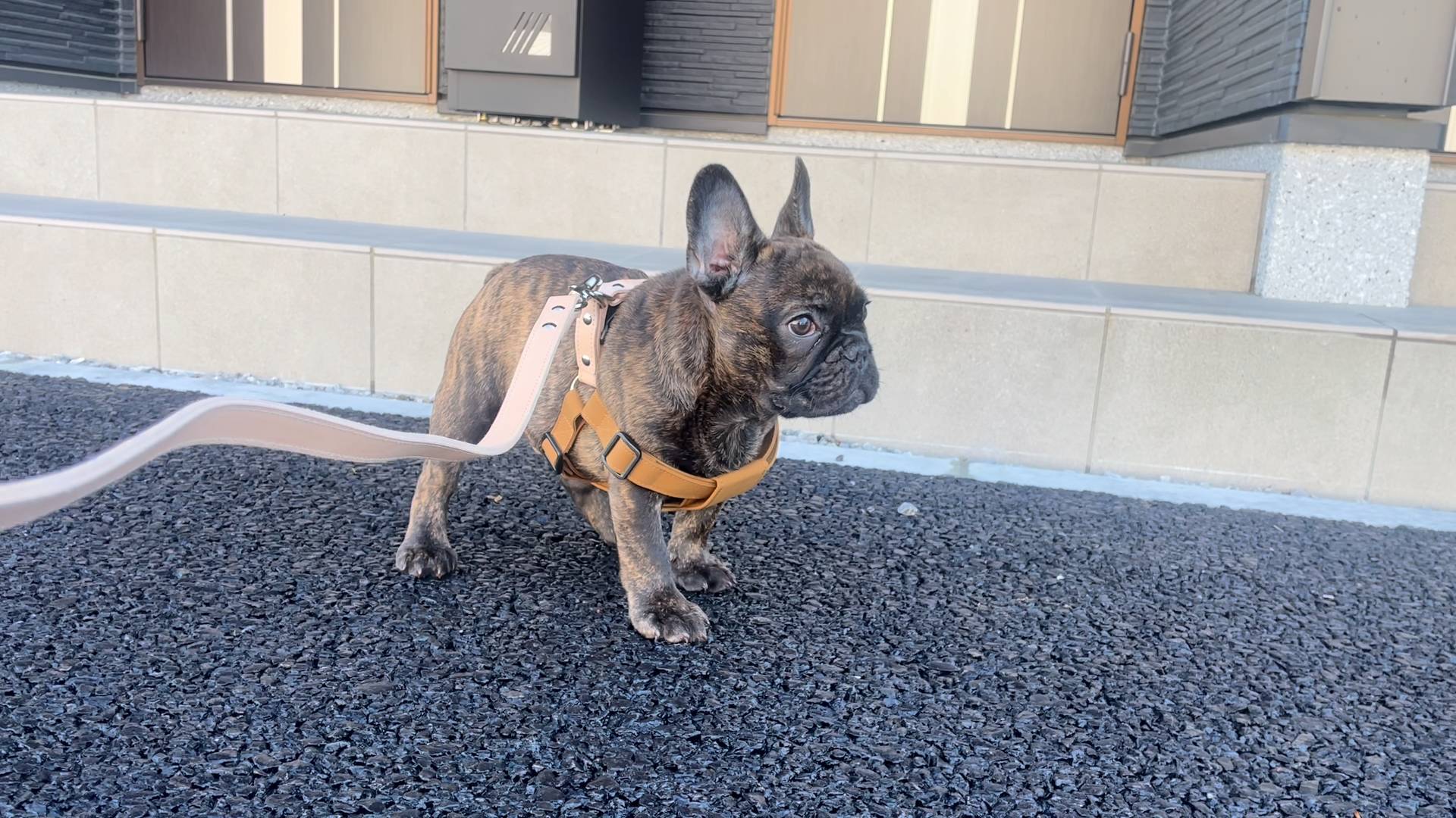 散歩デビュー（新品のリードの形うける）｜フレンチブルドック｜ペット｜犬