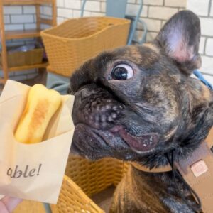食い意地張り｜フレンチブルドック｜ペット｜犬