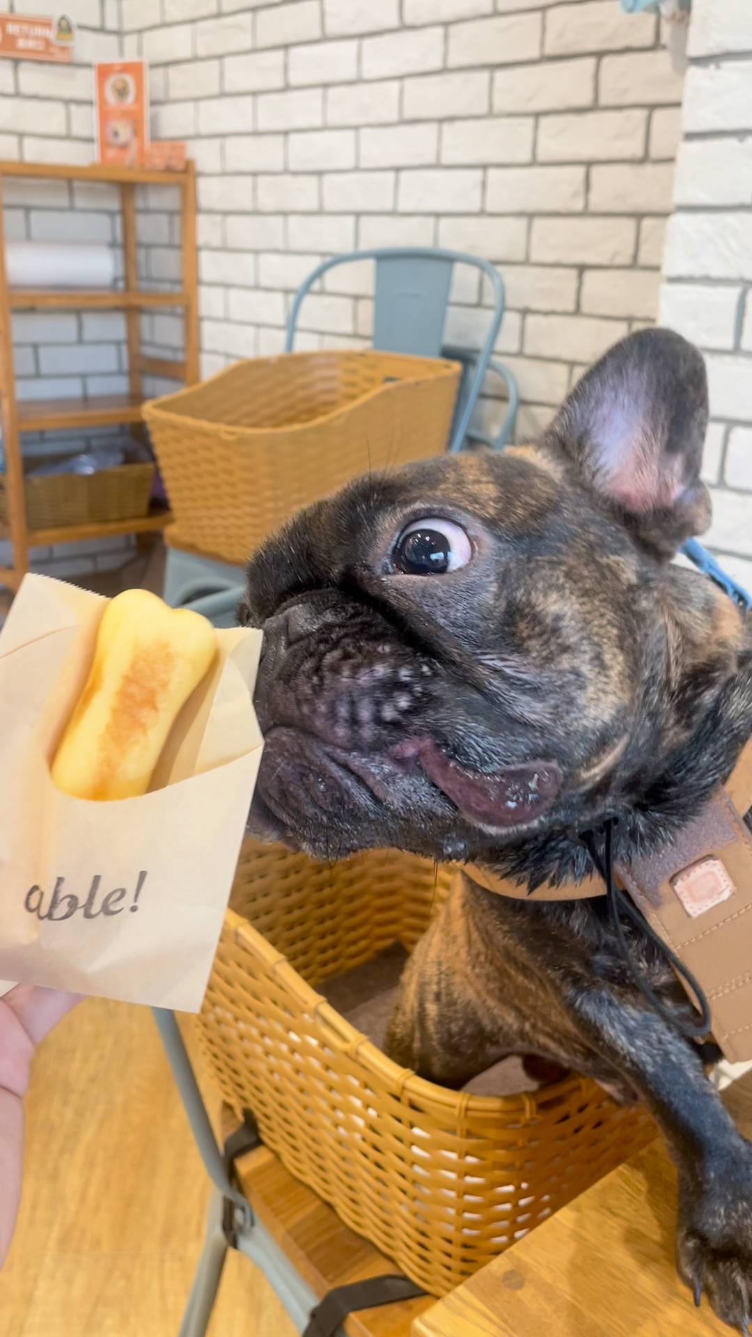 食い意地張り｜フレンチブルドック｜ペット｜犬