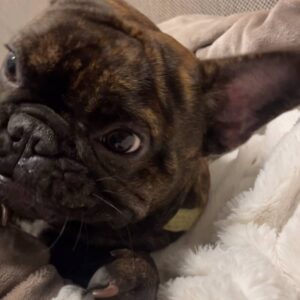 盛れてる｜フレンチブルドック｜ペット｜犬