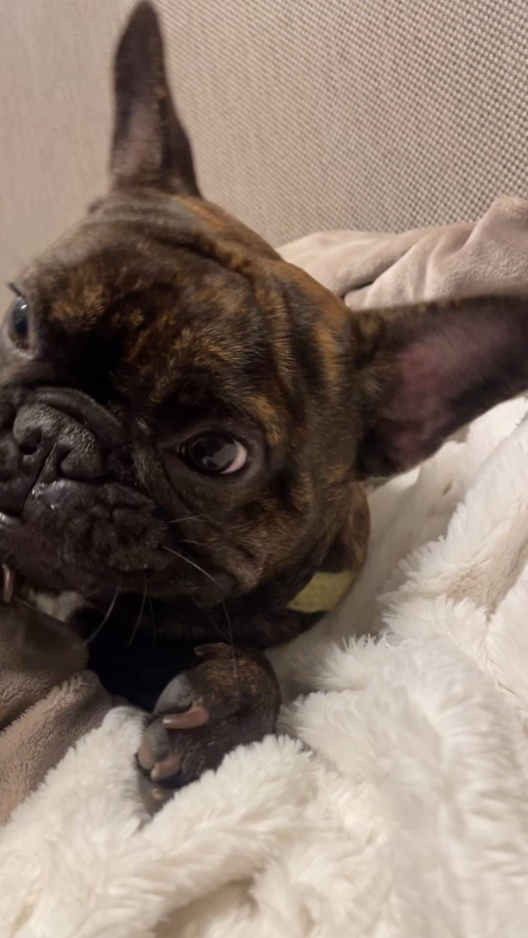 盛れてる｜フレンチブルドック｜ペット｜犬