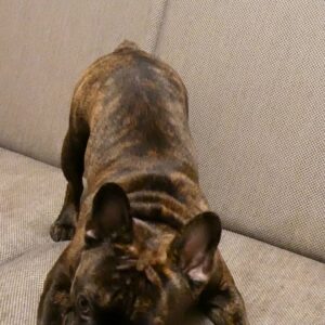 戦闘態勢｜フレンチブルドック｜ペット｜犬