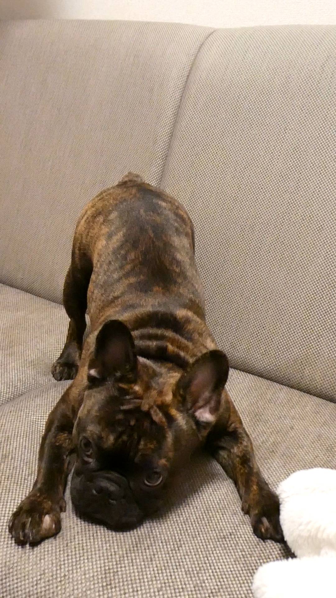 戦闘態勢｜フレンチブルドック｜ペット｜犬