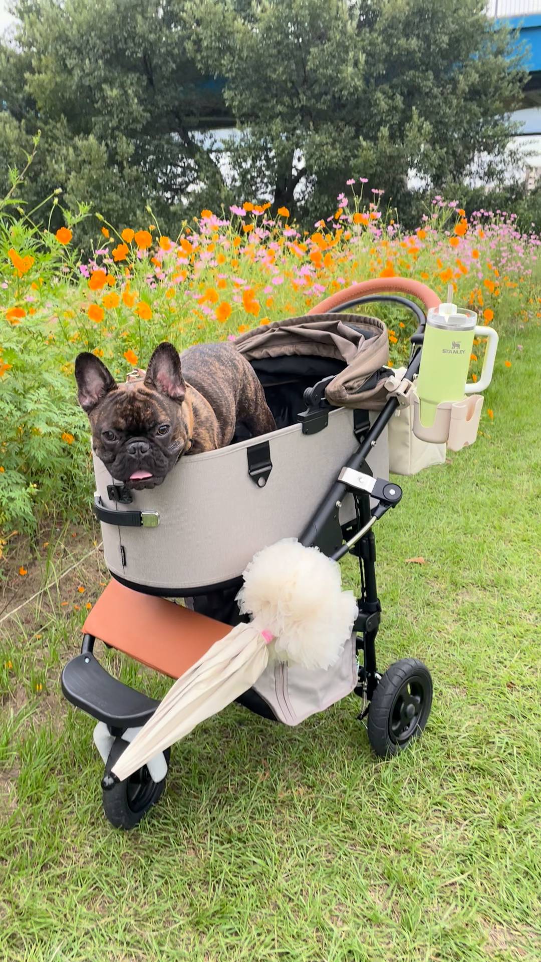 VIP対応｜フレンチブルドック｜ペット｜犬