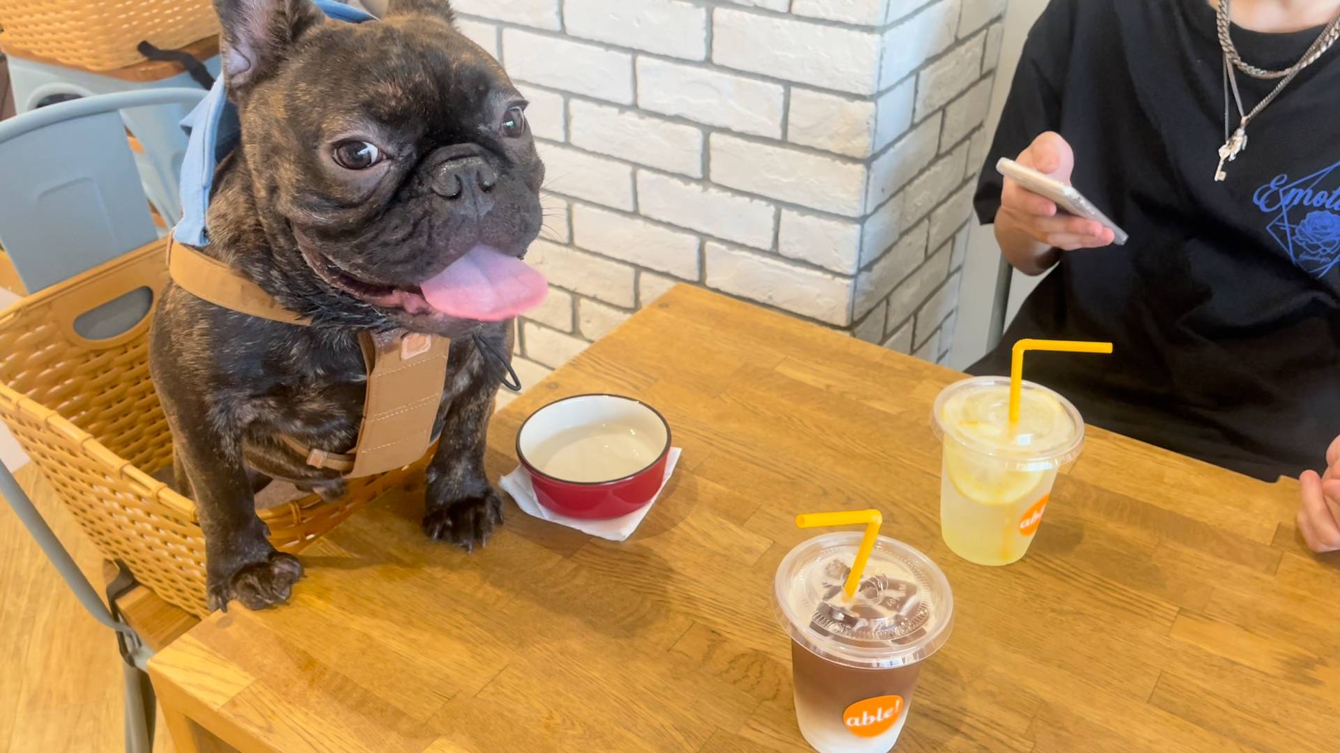 お茶会に混ざり込む犬｜フレンチブルドック｜ペット｜犬
