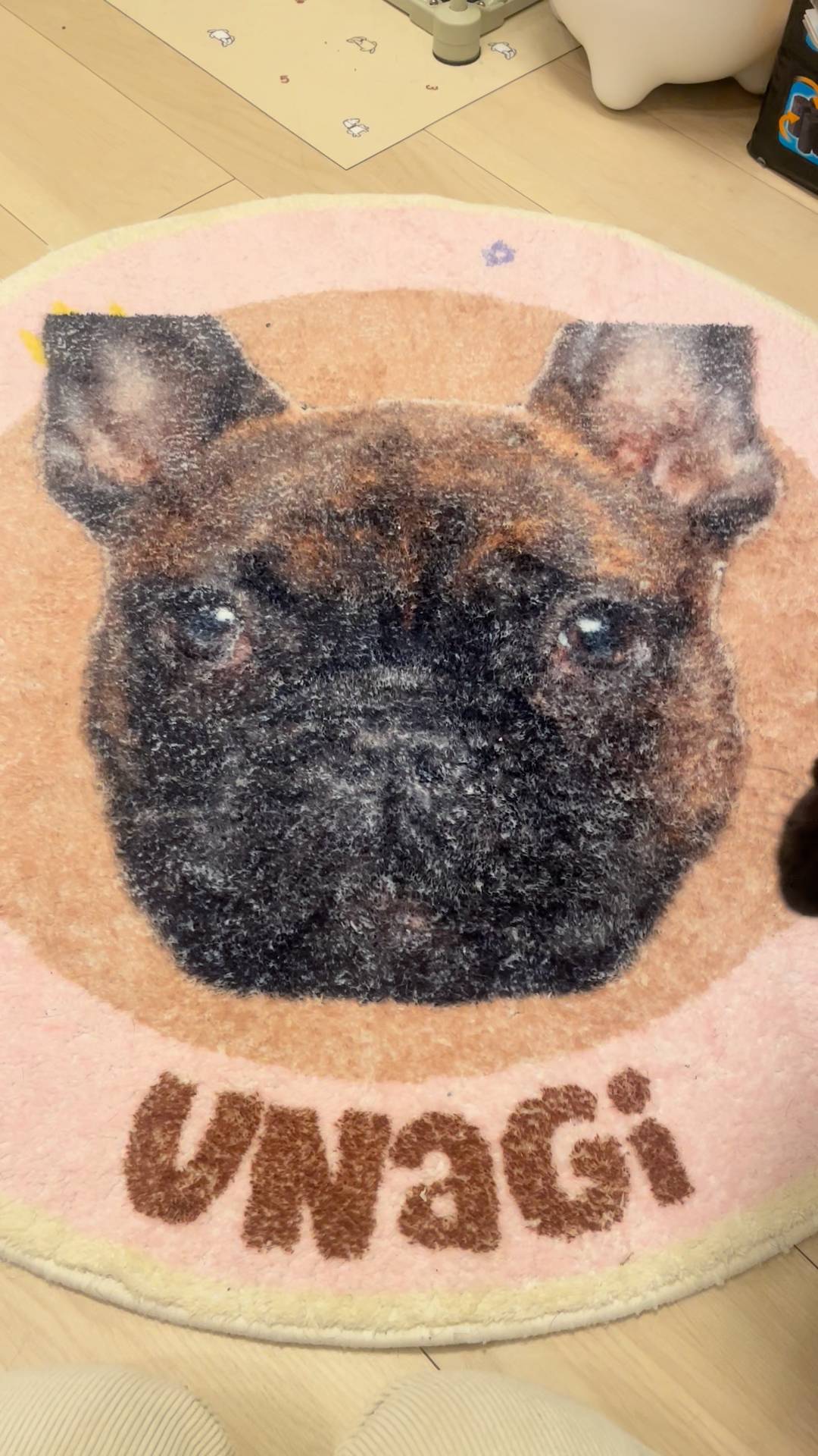 日常｜フレンチブルドック｜ペット｜犬