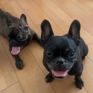 ﾌﾞﾋ×2｜フレンチブルドック｜ペット｜犬｜多頭