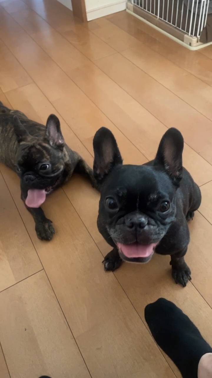 ﾌﾞﾋ×2｜フレンチブルドック｜ペット｜犬｜多頭