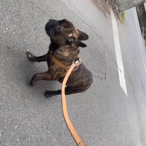 車にビビる犬｜フレンチブルドック｜ペット｜犬