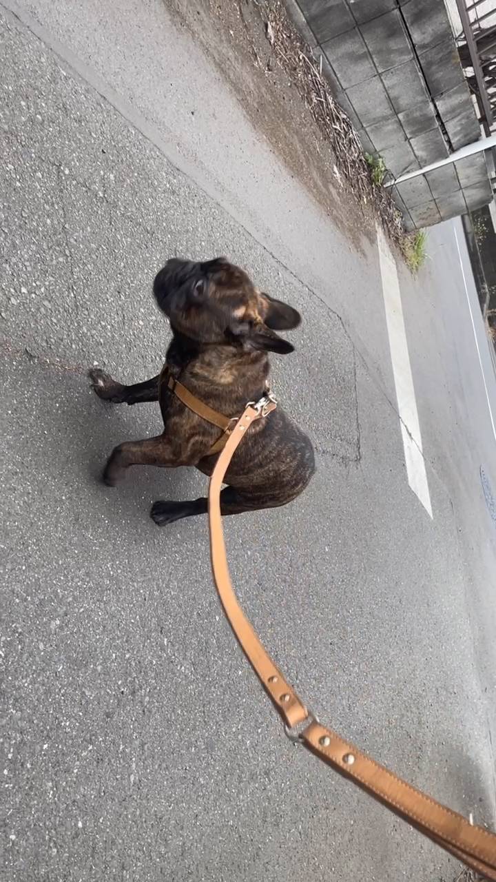 車にビビる犬｜フレンチブルドック｜ペット｜犬